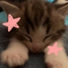 Kucing LUCU BGT 7
