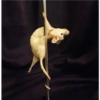 Animals 7