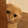 Gatinhos + reações 17