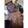 Monitos graciosos🤣 13