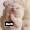 Kucing LUCU BGT 15
