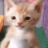 Cats (1/4) 9