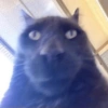 Kucing LUCU BGT 23