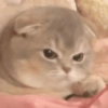 Gatitos enojados😡🐱 5