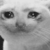 Gatito triste 🥺 9