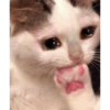 Kucing anomali 5
