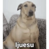 Waos - Perro con cejas🐶 5