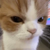 Kucing lucu 5