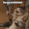 Gatinhos + reações 30