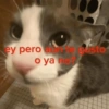 ey pero aute gusto o ya no?