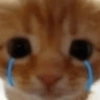 Gatos triste 12