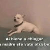 Animales Random 2🌸💥 22