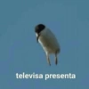 Animaladas Random🤪✨4 12
