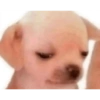 Cheems 8