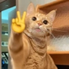GATOS SENDO GATOS 😸 9