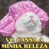 GATOS SENDO GATOS 😸 13