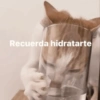 Gatos Pa Contestar🐈⚡ 20