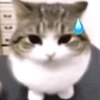 Kucing lucu 8