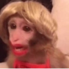 Reações macaquinhos 6