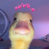 Pato | duck 🦆 5