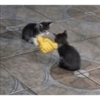 Kucing no context 17