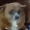 Memes de perros  10
