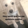 Animales Random 2🌸💥 10