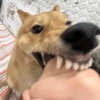 Cachorro meme 13