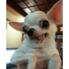 Cachorro meme  5