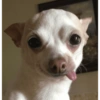 Cachorro meme  11