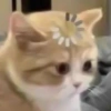 Gatinhos + reações 21