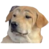😎 Shitpost 17