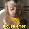Reações macaquinhos 8