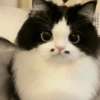 Gatos 9