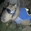 🤎 CAPYBARA MOODS 🤎 12