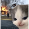 Memes de michis 😻😺💘 5