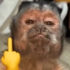 MACAQUINHOS DIVERTIDOS 🐵 5