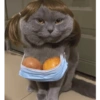 Kucing meme 13
