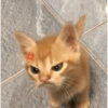 Gatitos fofitos ❤️ 5