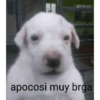 Waos - Perro con cejas🐶 9