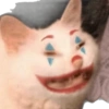 Gatos coringa 8