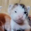 Gatos 26
