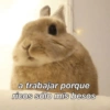 Animales Random 2🌸💥 5