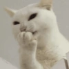 Reações gatos 15