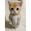 Kucing meme 20