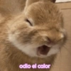 Animaladas Random🤪✨4 5