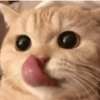 Gato sacando la lengua 15