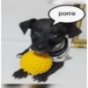 porra
