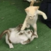 Kucing meme 15