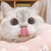 Gato sacando la lengua 5